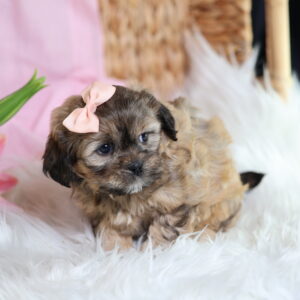 teddy bear puppies for sale pa