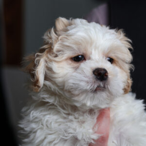 teddy bear puppy breed