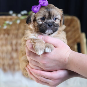 what are teddy bear puppies