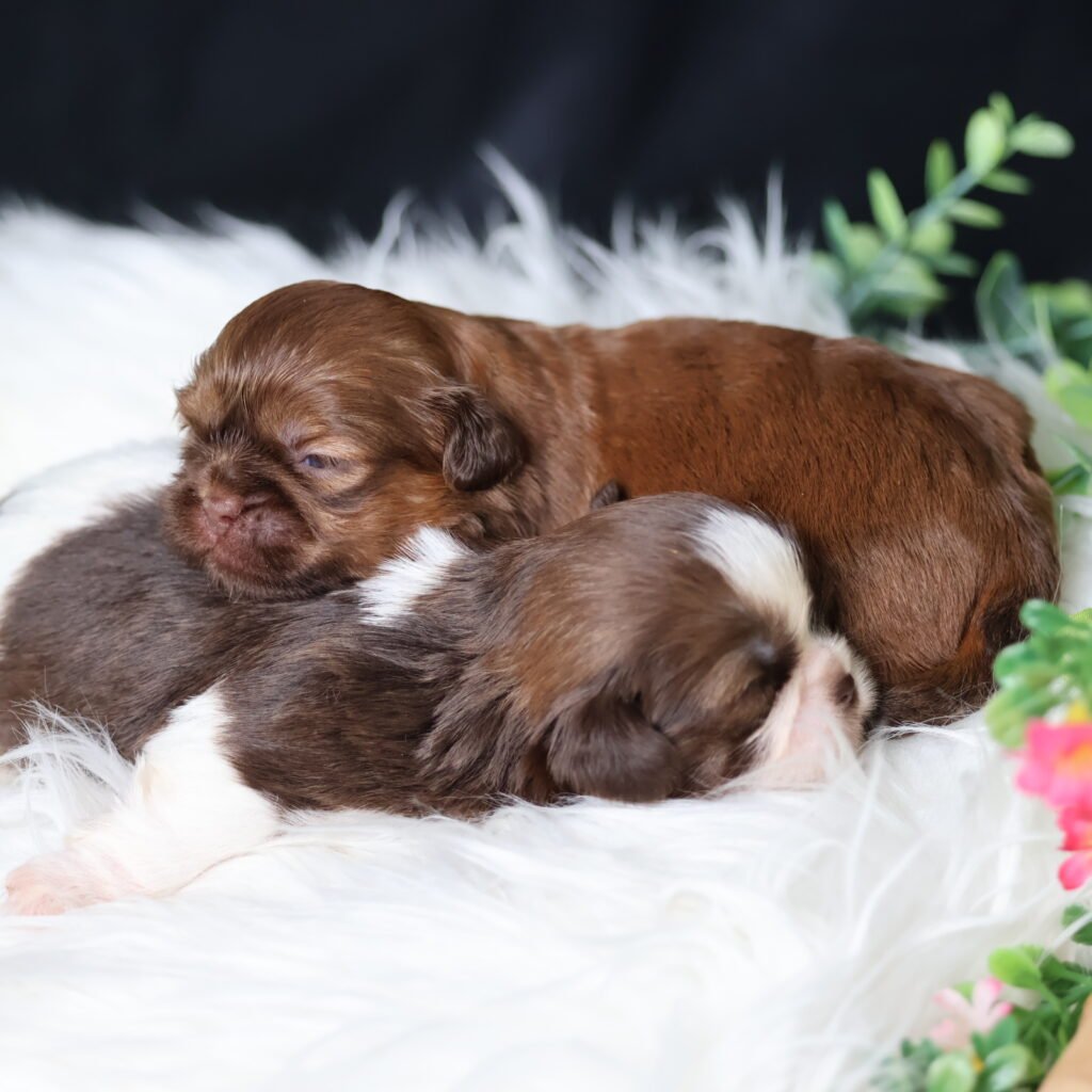 Shi tzu Puppies