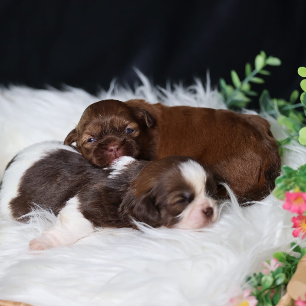 teddy bear puppies