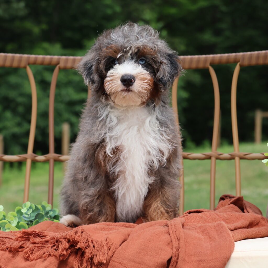 adult micro bernedoodle Elmo