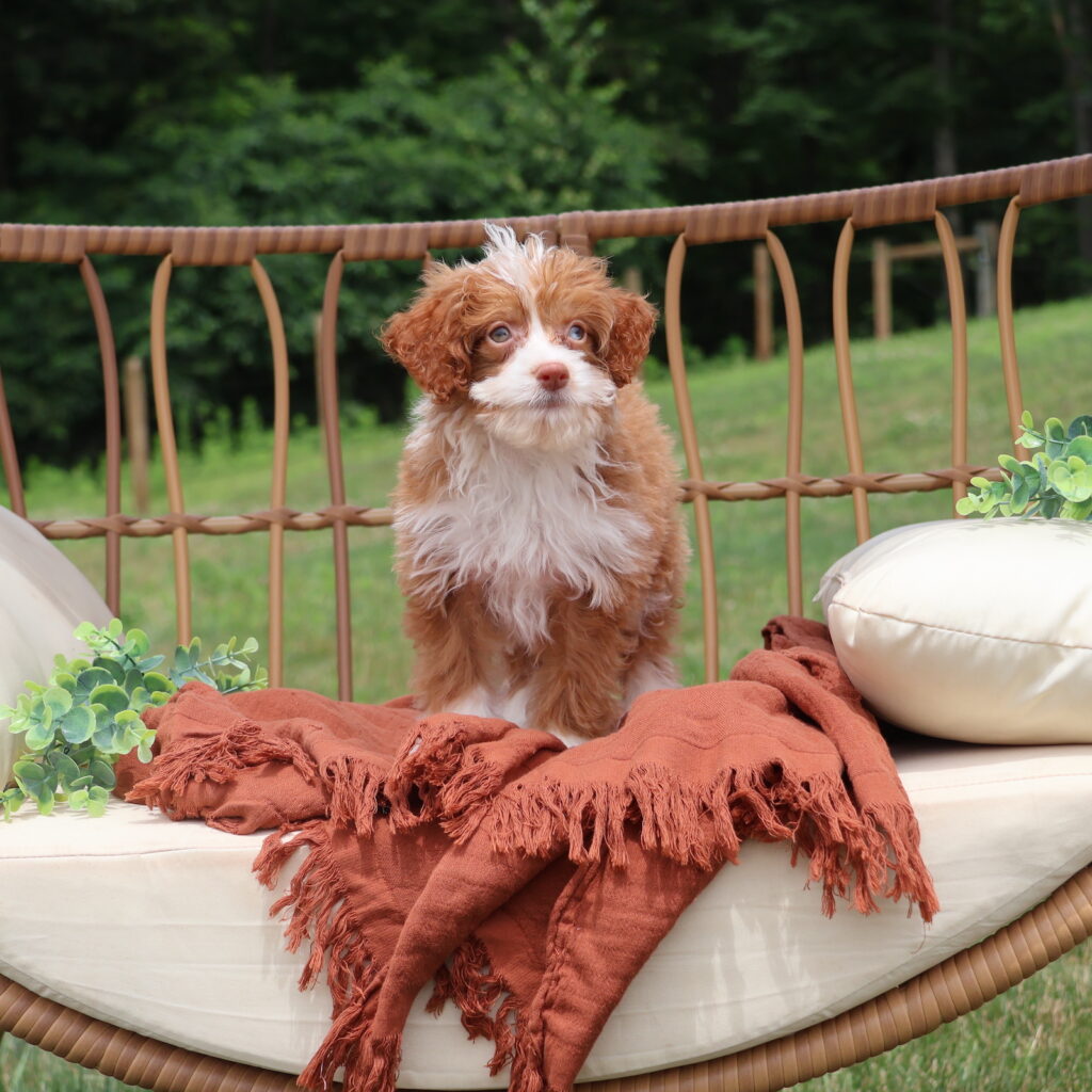 adult micro mini bernedoodle Emmi