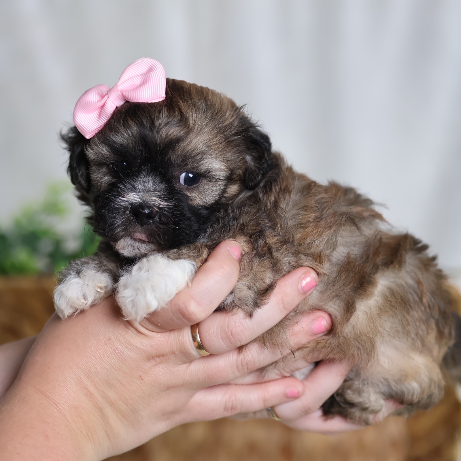 Pearl | Paw Tale Puppies | Teddy Bear Puppy For Sale