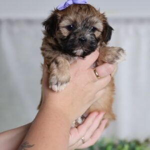teddy bear puppies pa