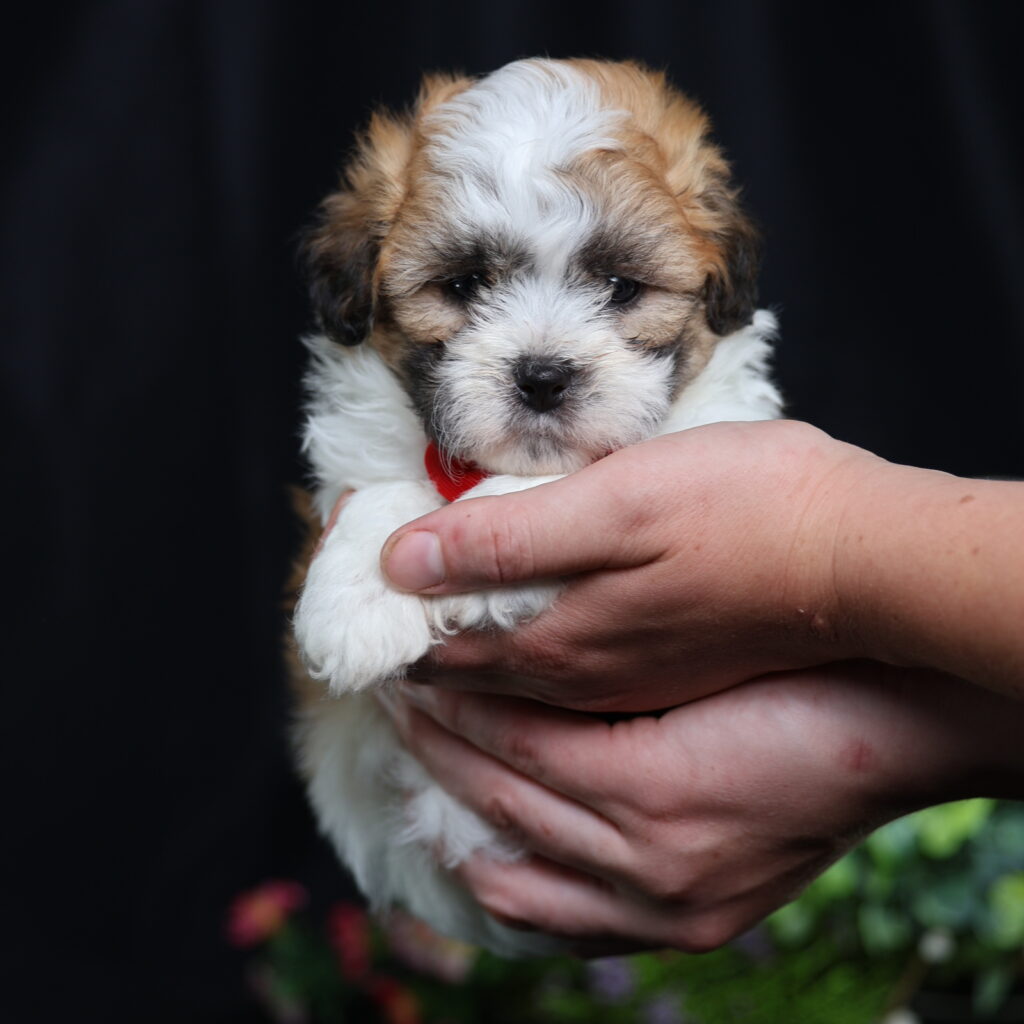 teddy bear puppies for adoption