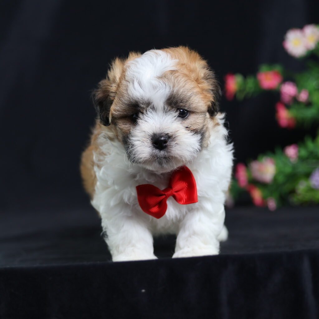 teddy bear puppies for sale near me