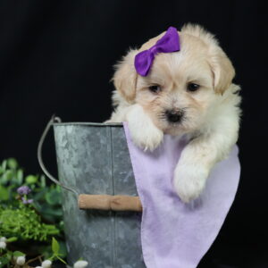teddy bear puppies sale