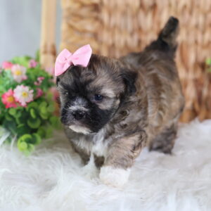 teddy bear puppy for sale