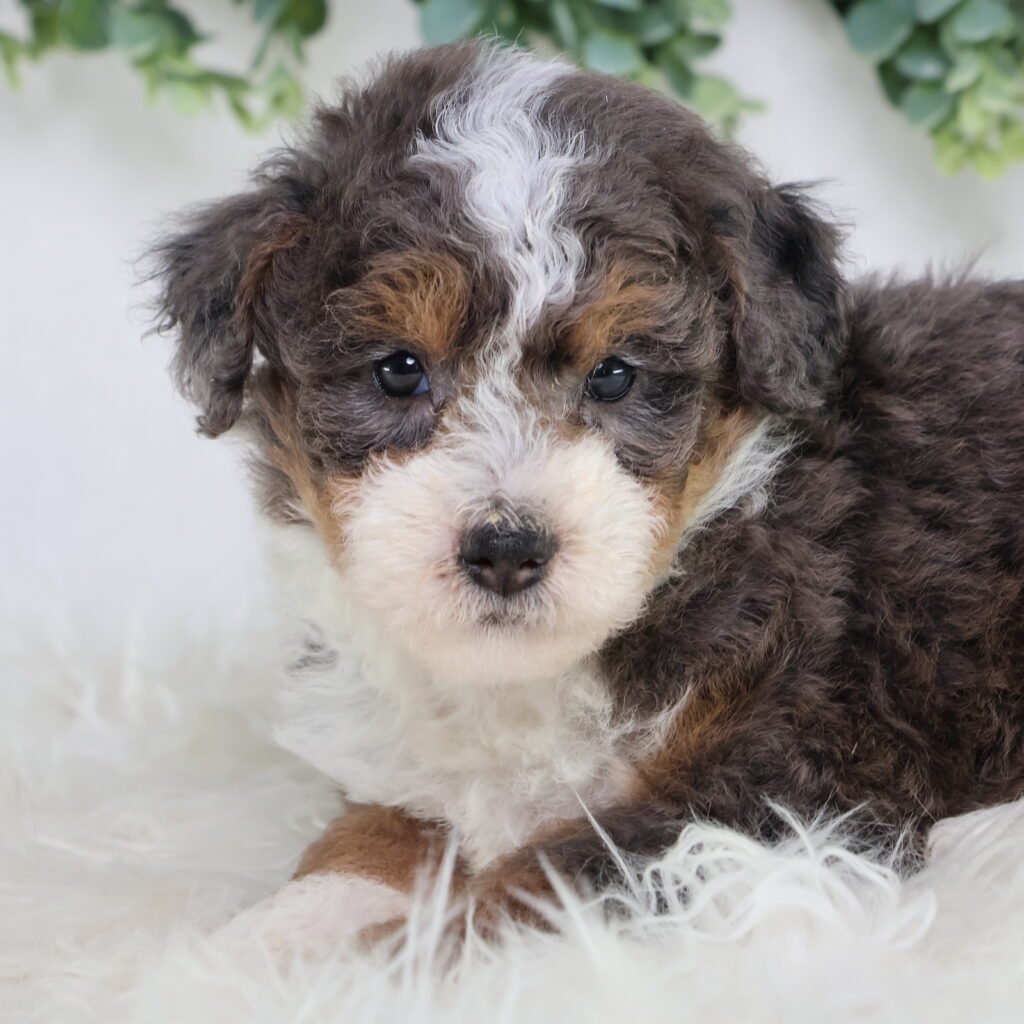 how big do mini bernedoodles get
