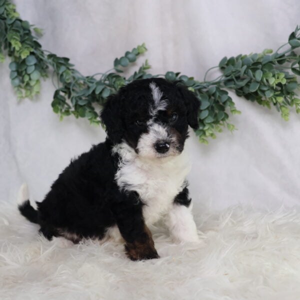 Landon - Image 9