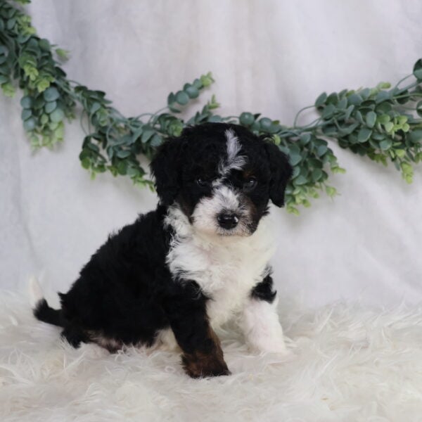 Landon - Image 8