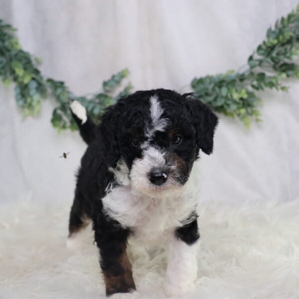Landon - Image 7