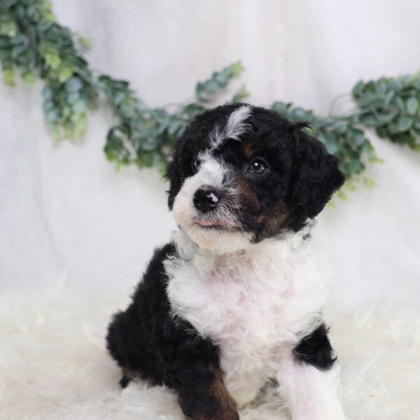 Landon - Image 6