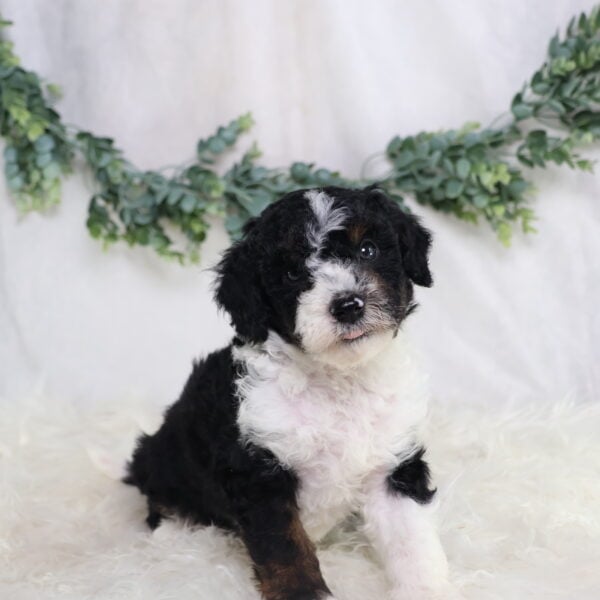 Landon - Image 5