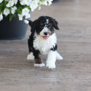 bernedoodle micro mini