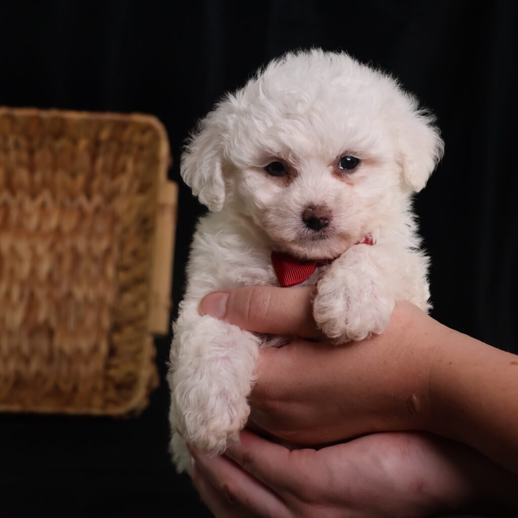 bichon frise mini