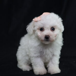 bichon frise puppies near me