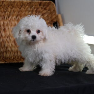bichon frise puppy