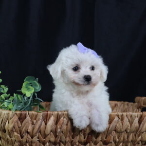 bichon frise puppy