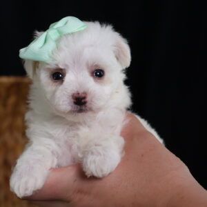 bichon frise teacup puppy