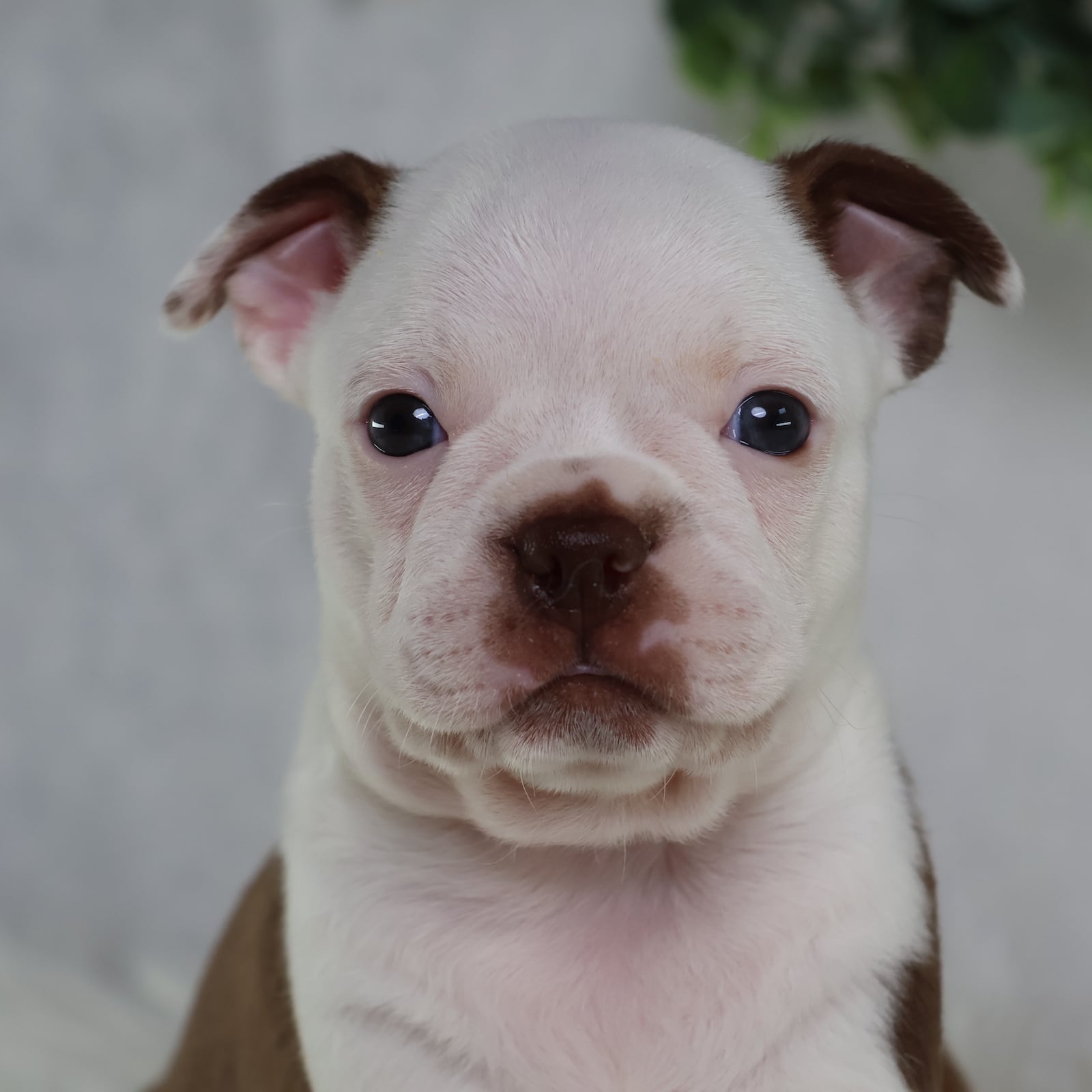 boston terrier puppies