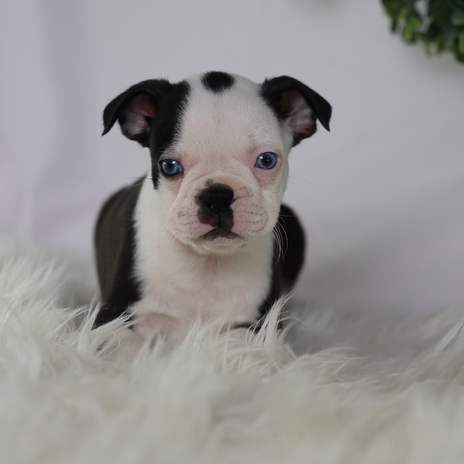 boston terrier puppies