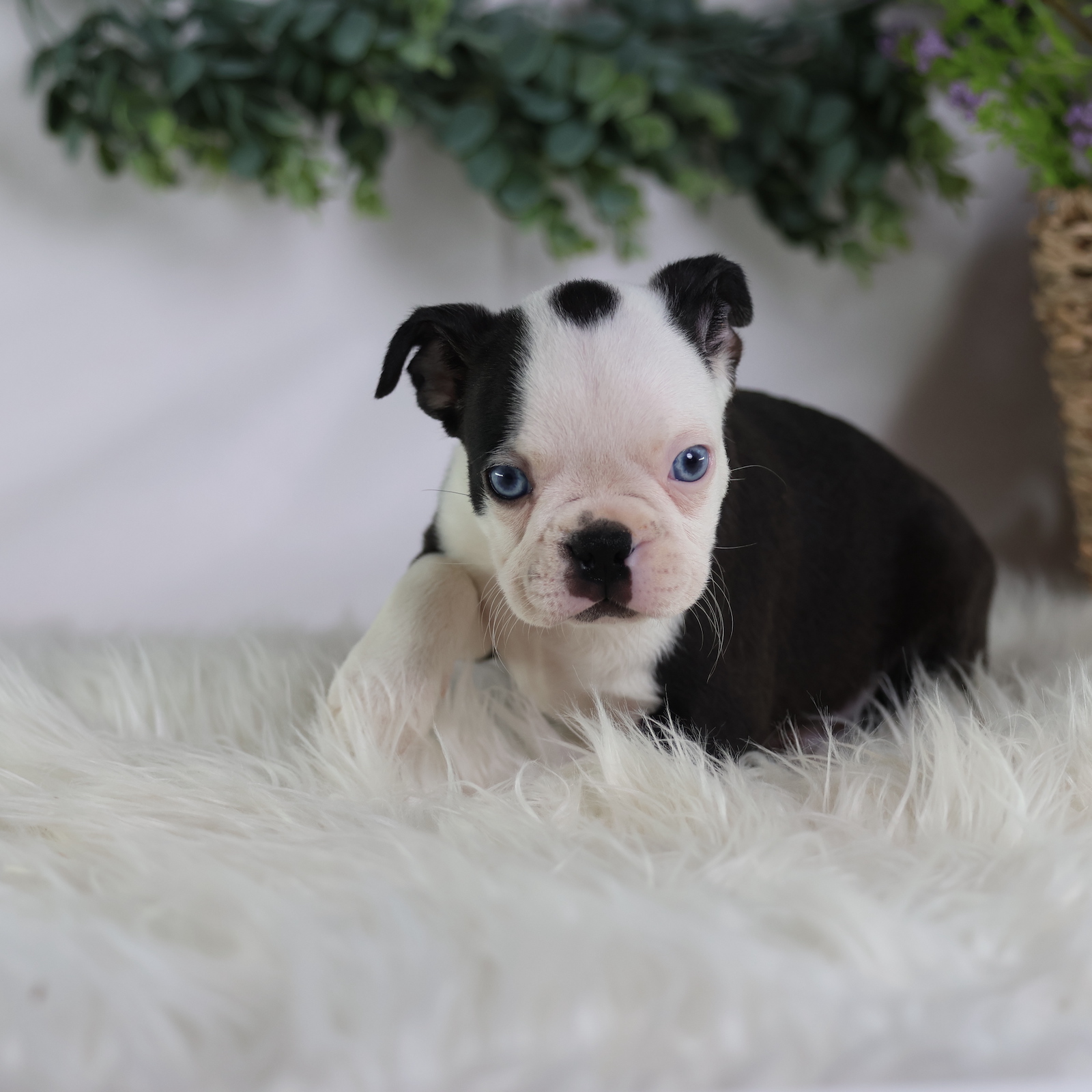 boston terrier puppies breeders