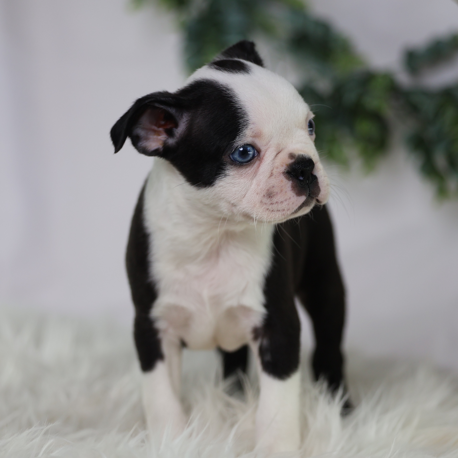 boston terrier puppies for adoption
