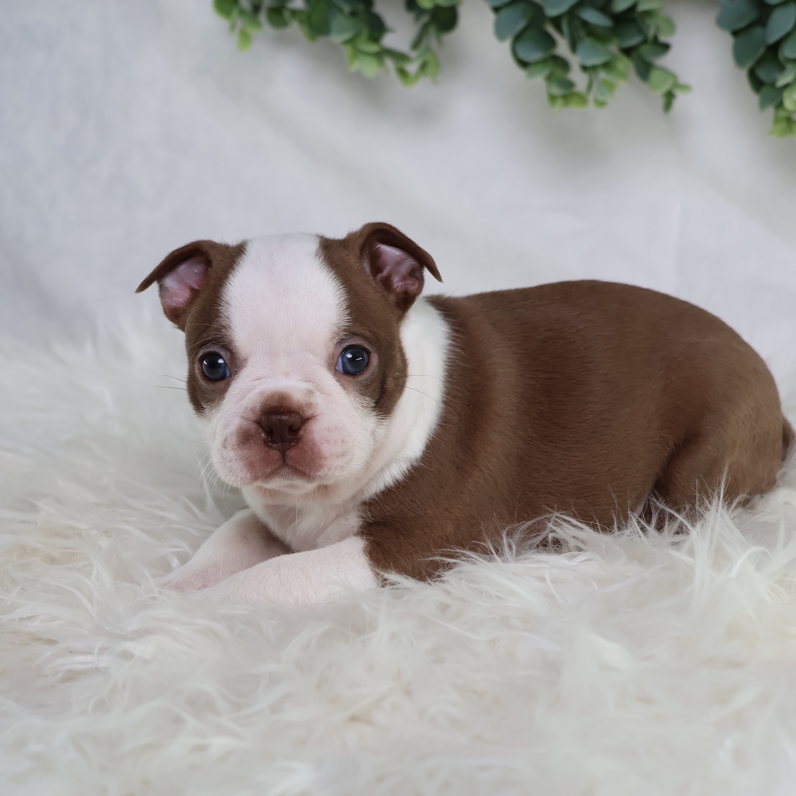 boston terrier puppies for sale