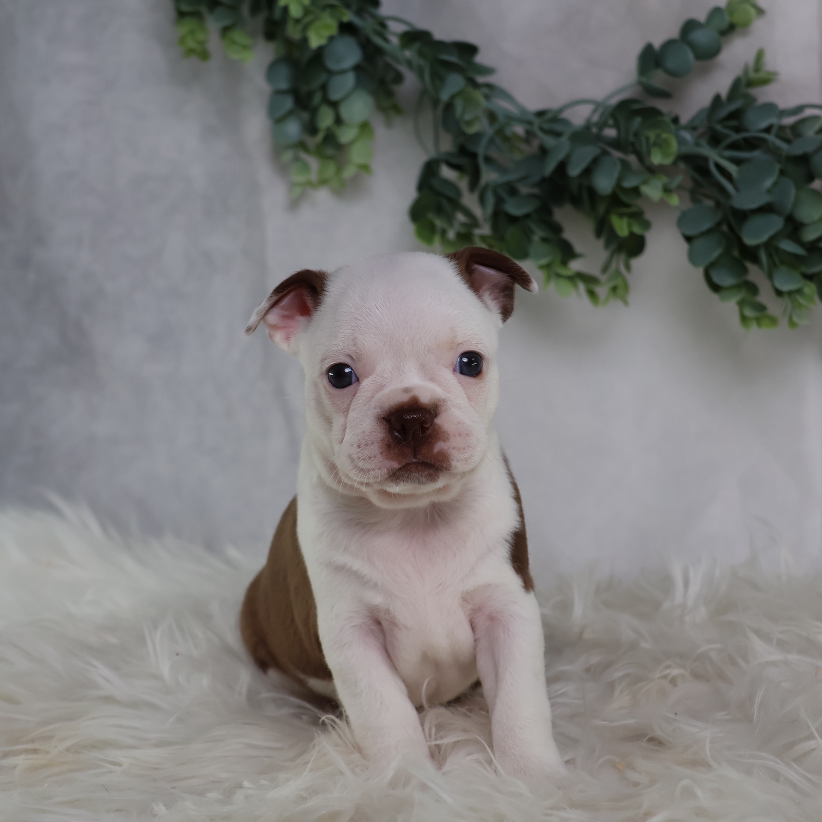 boston terrier puppies for sale