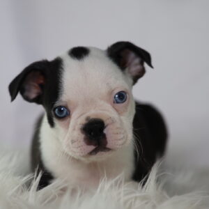 boston terrier puppies for sale