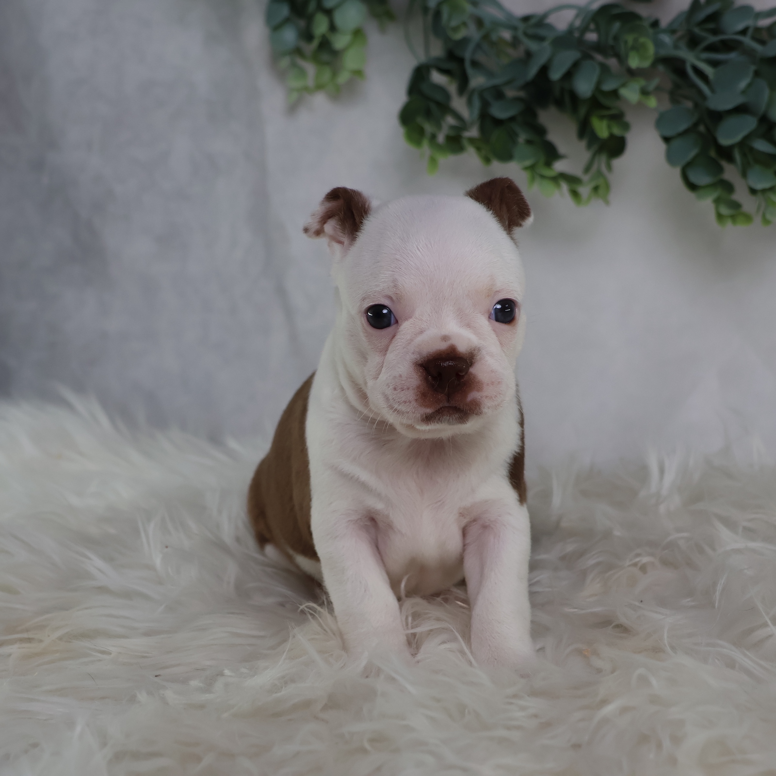 boston terrier puppies for sale near me