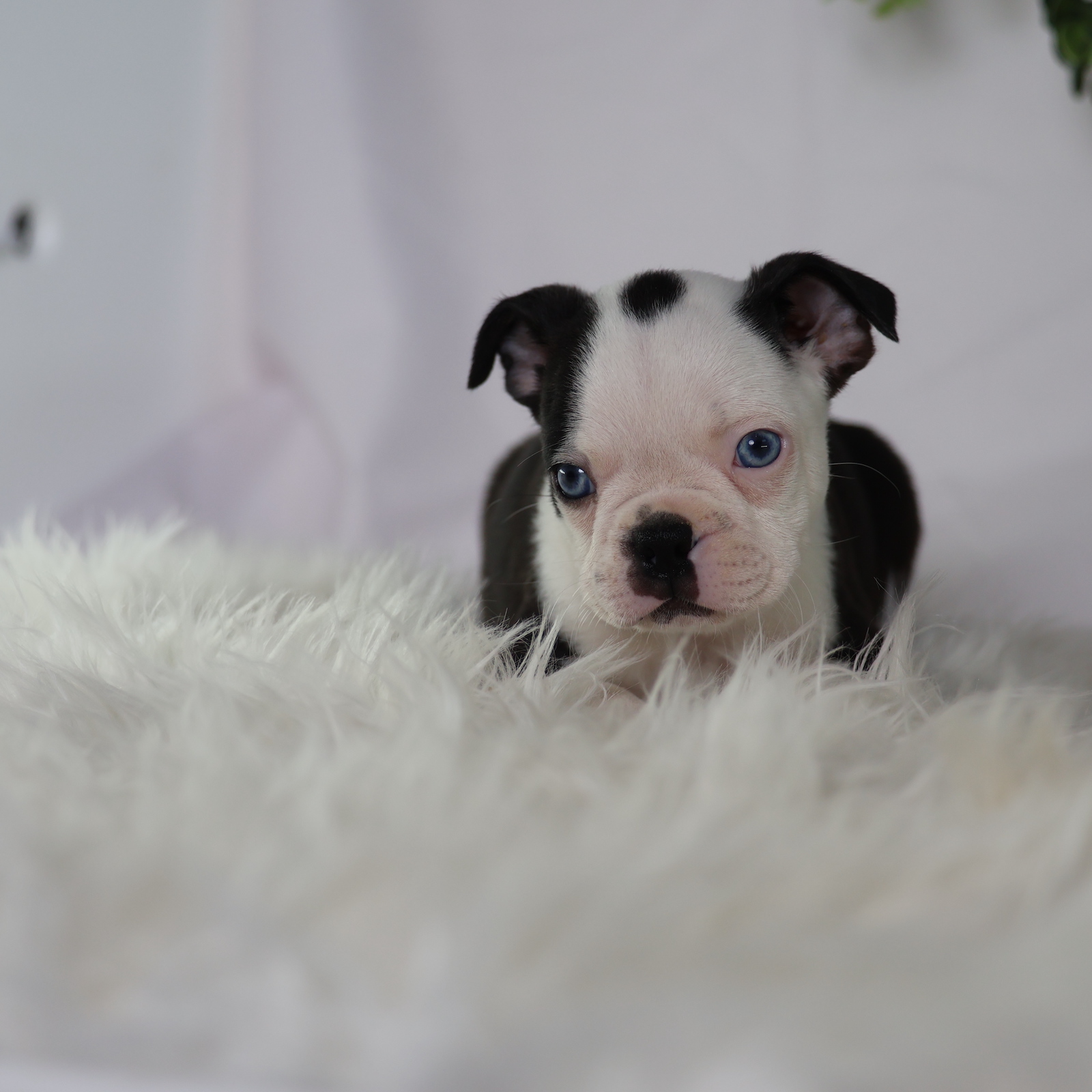 boston terrier puppies for sale near me