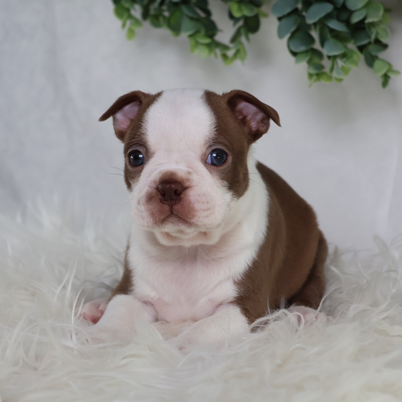 Dog Breeds Boston Terrier Breathing Fast Boston Terrier Akc Breed