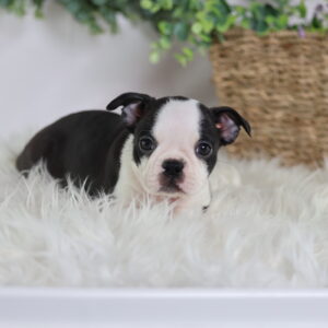 boston terrier puppies near me