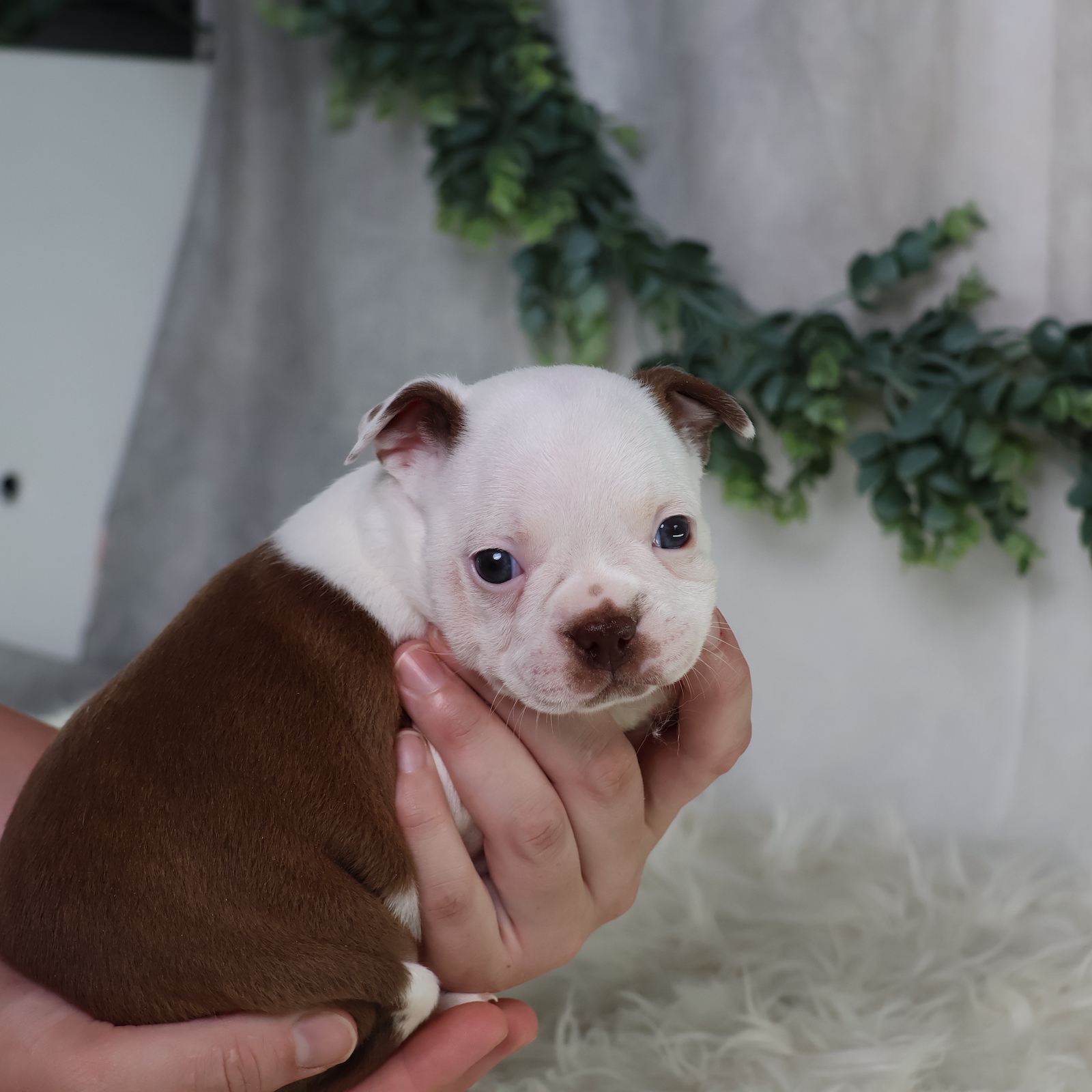 boston terrier puppies near me