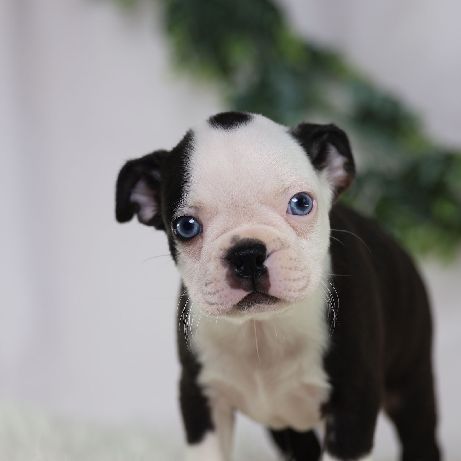 boston terrier puppies near me