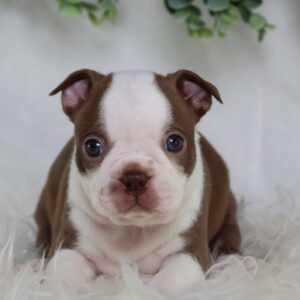 boston terrier puppies near me for sale