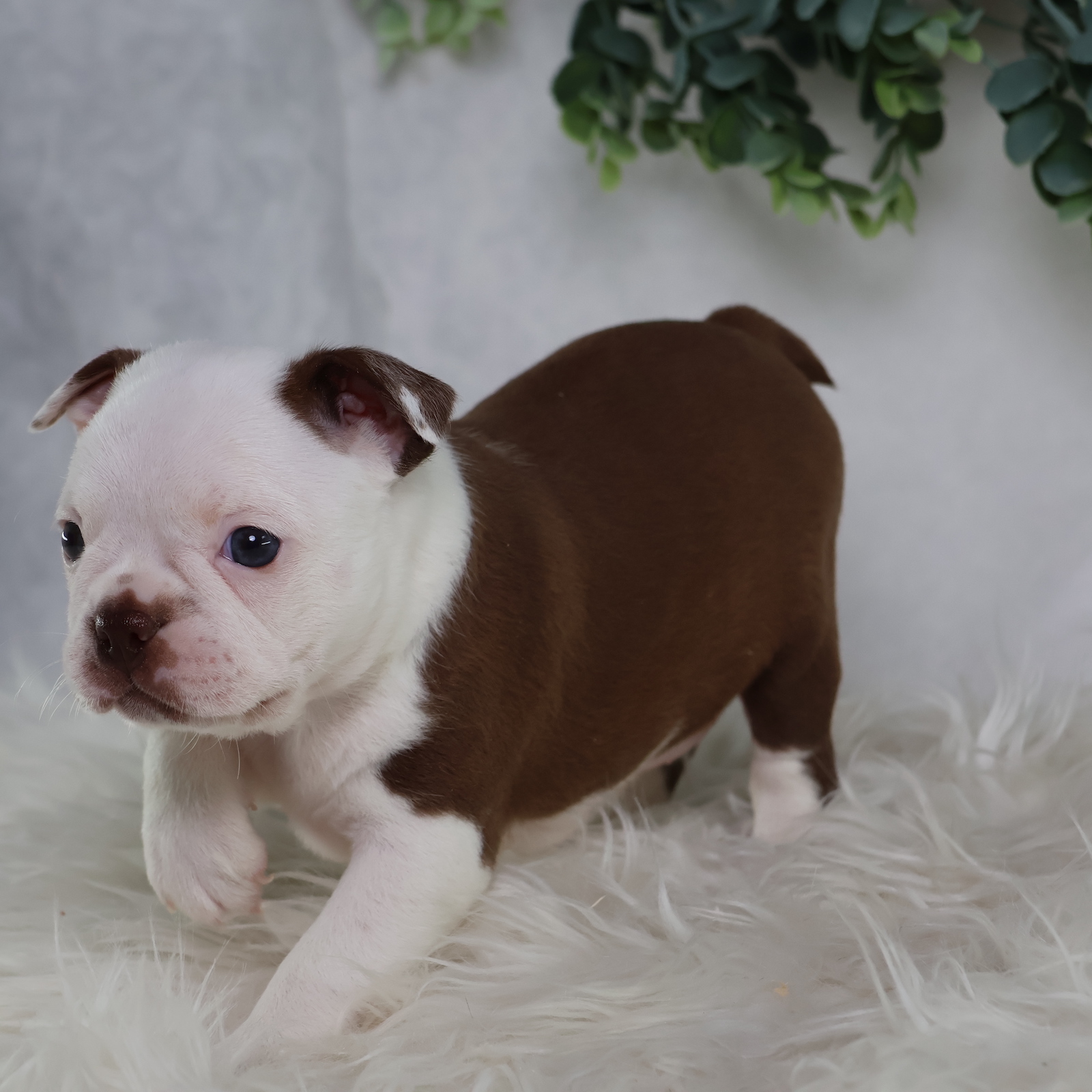 boston terrier puppies near me for sale