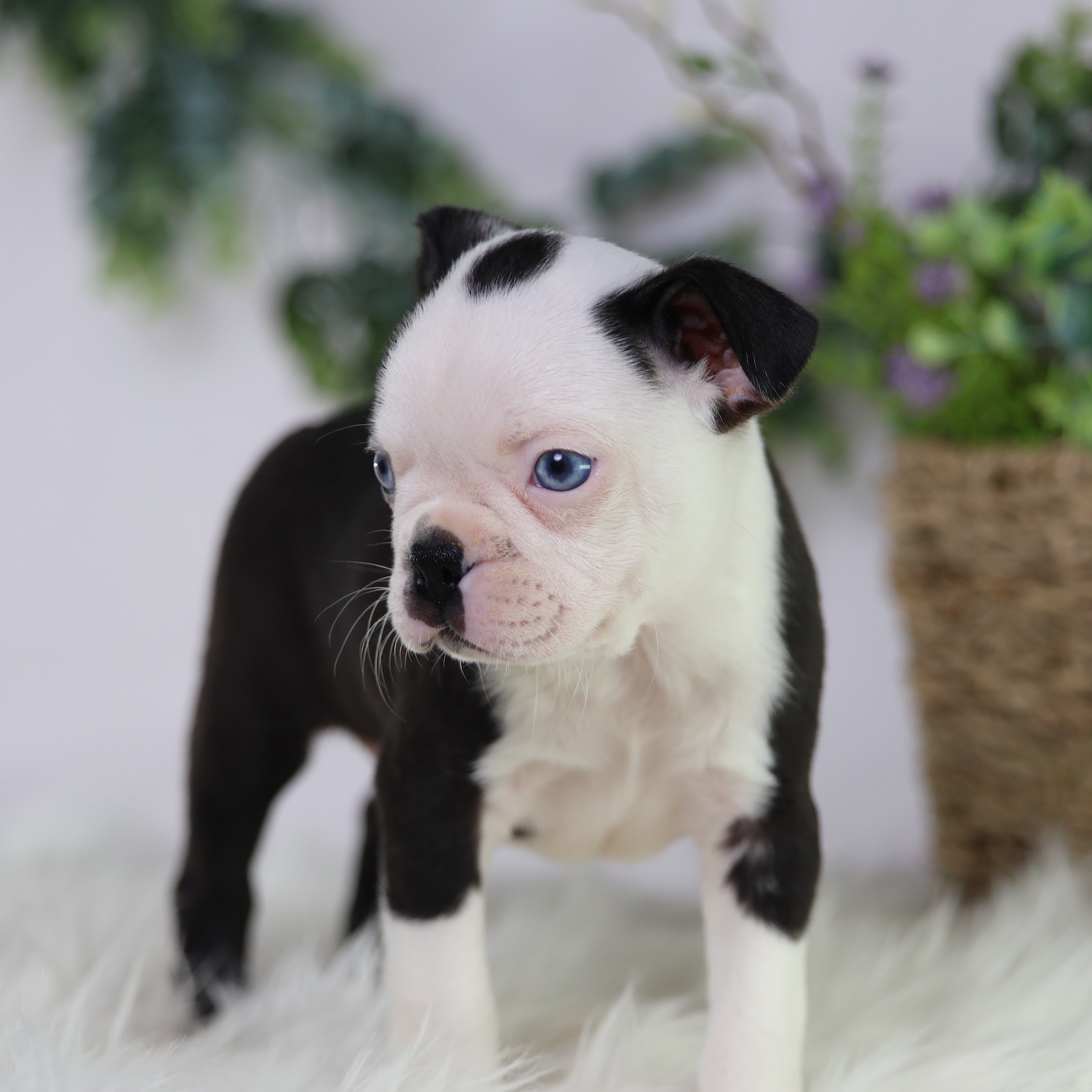 boston terrier puppies near me for sale