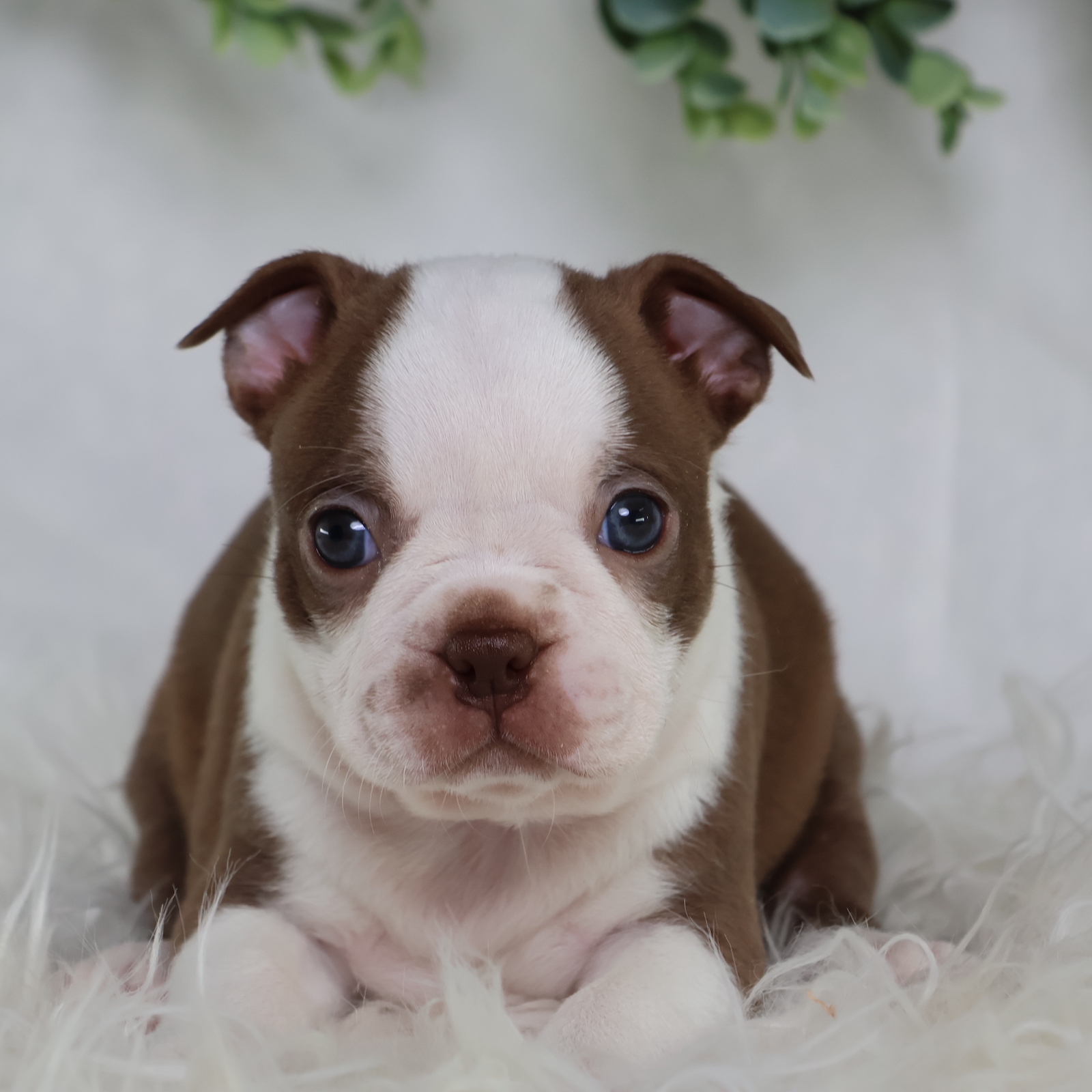 boston terrier puppies near me for sale