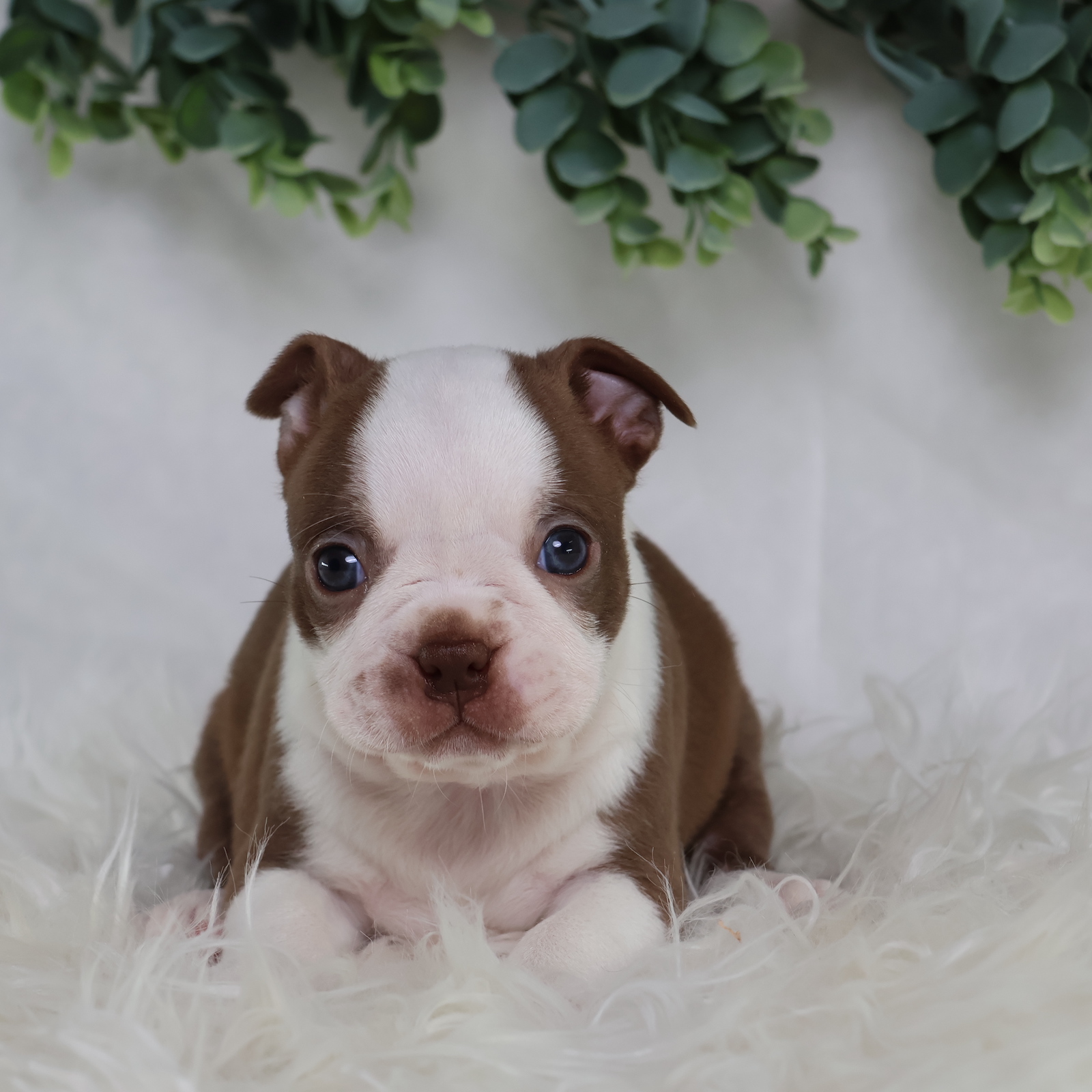 boston terrier puppies near me