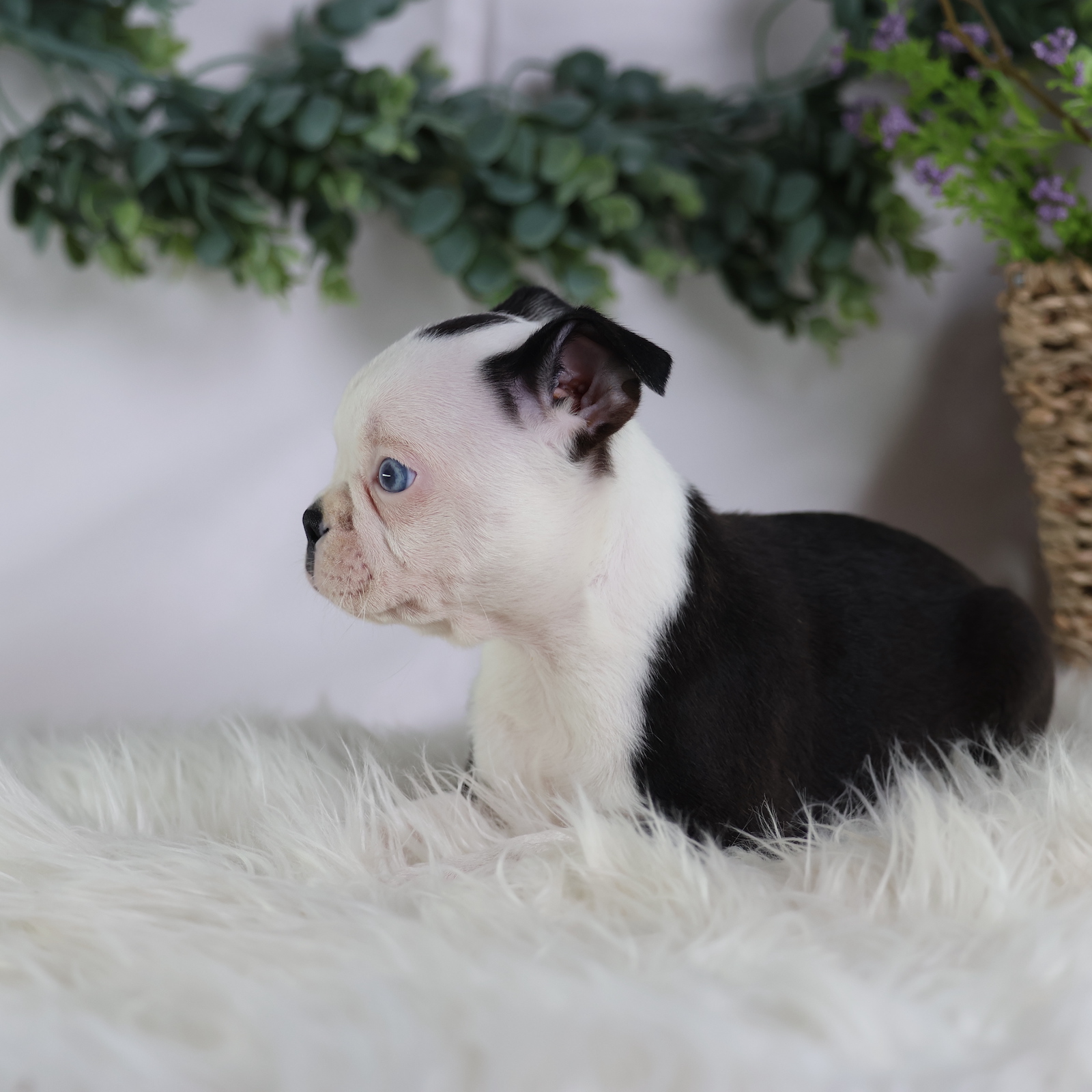 boston terrier puppies pictures