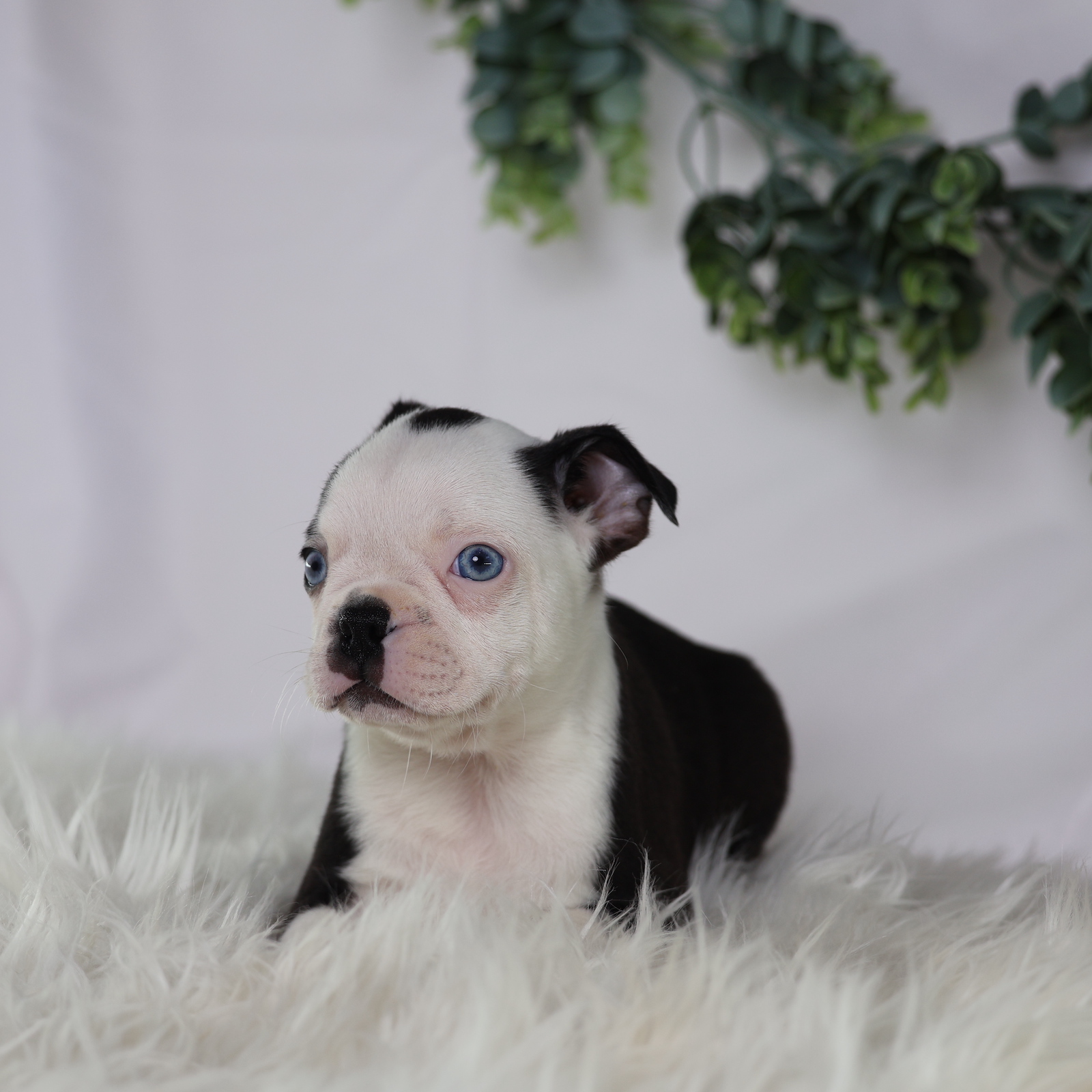 boston terrier puppies sale