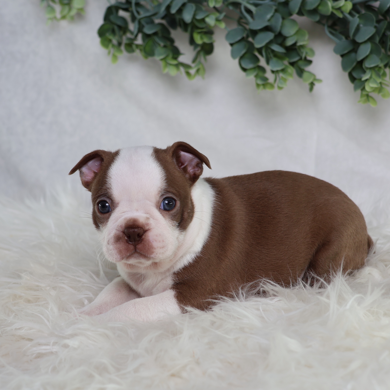 boston terrier puppies