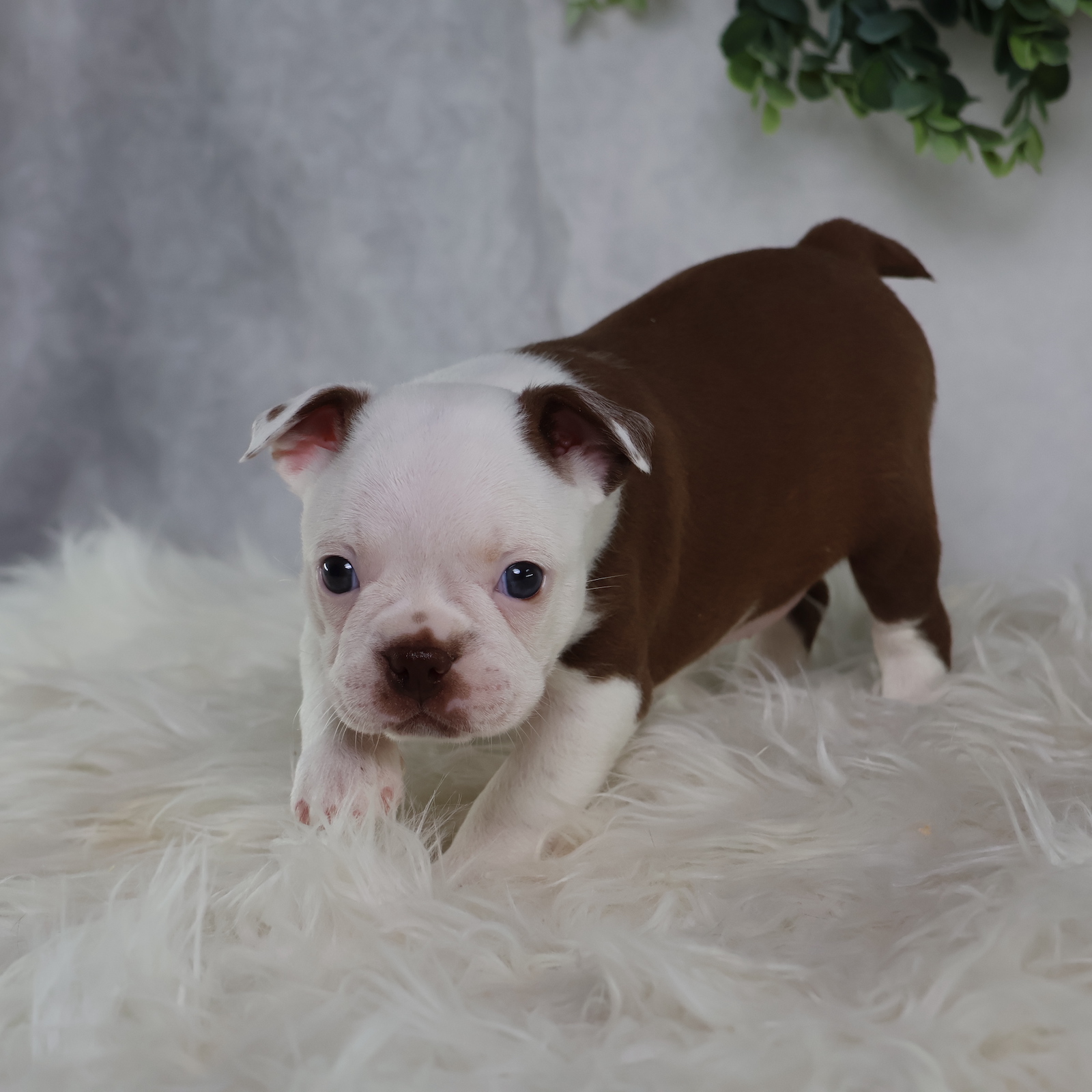 boston terrier puppy