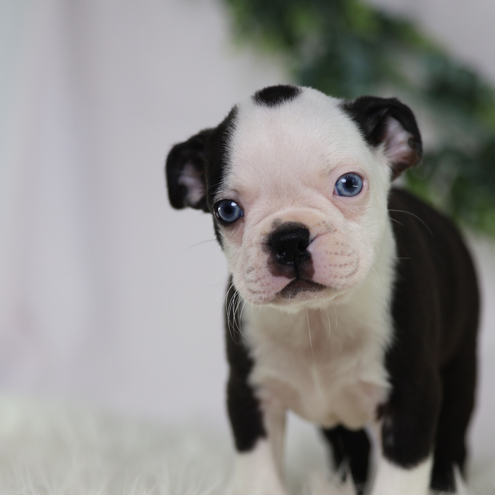 boston terrier puppy