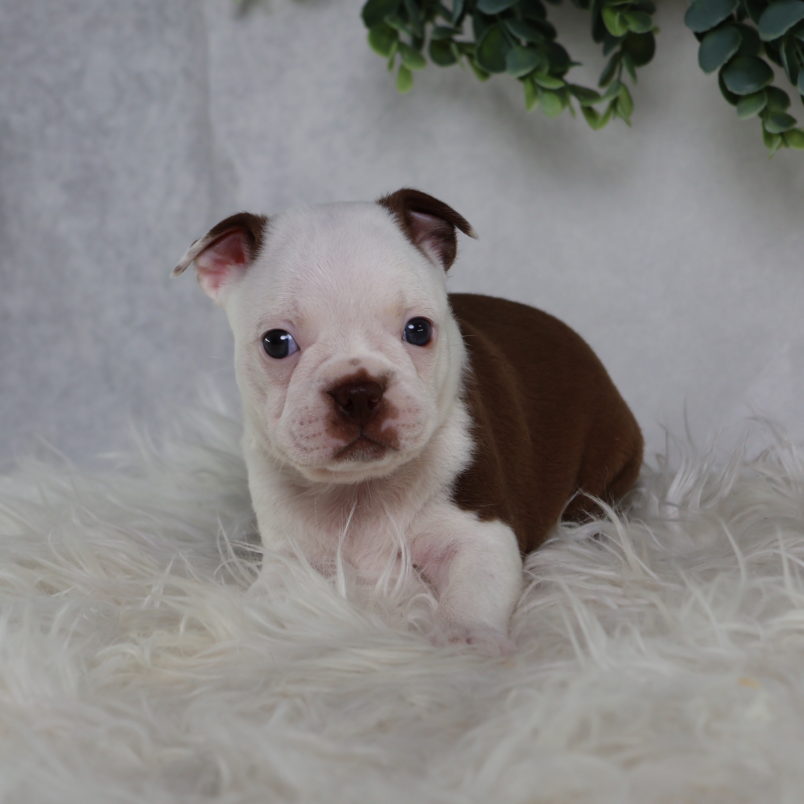 boston terrier puppy for sale
