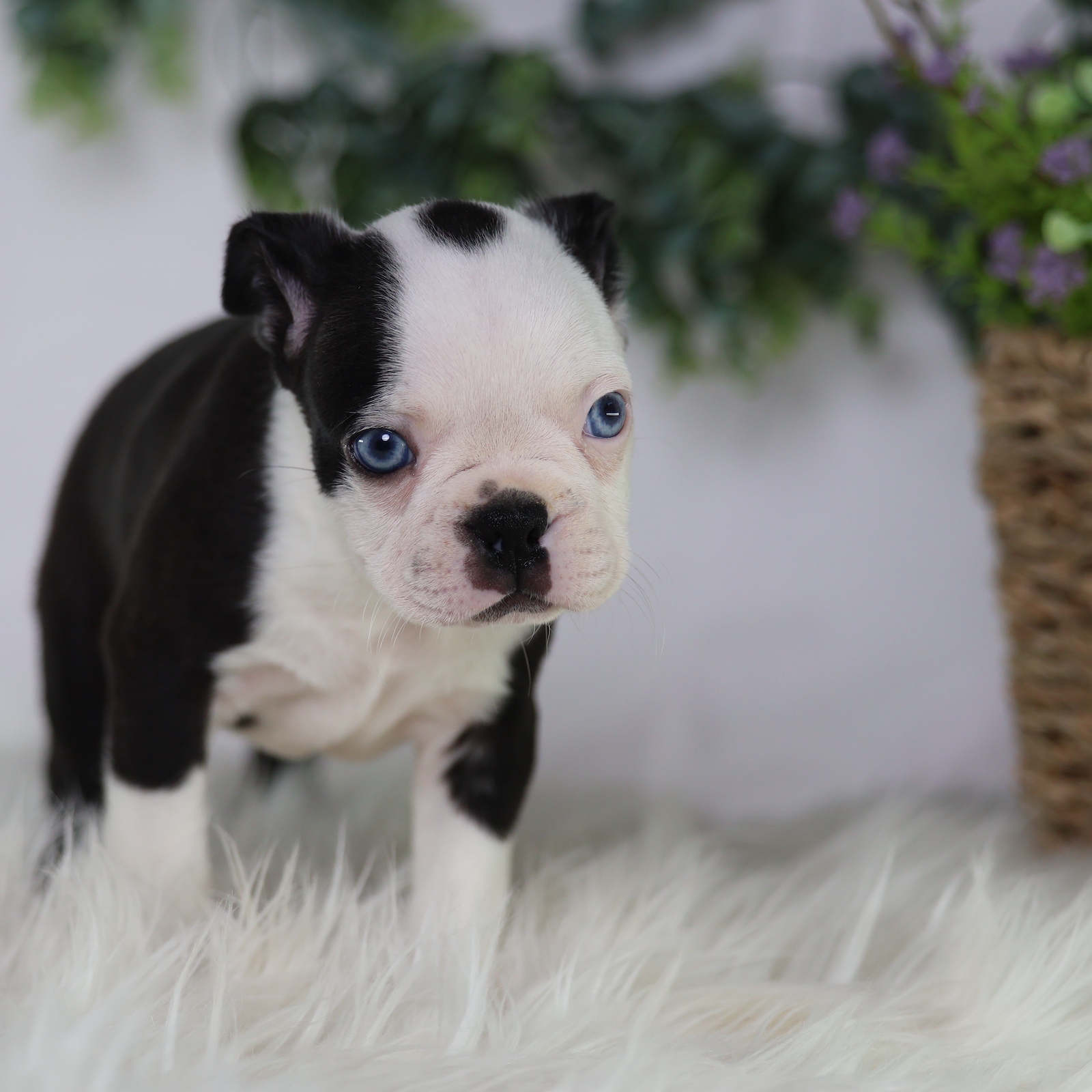 boston terrier puppy for sale
